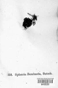 Bombardia bombarda image